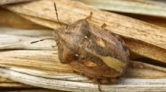 Bug štetna kornjača i načini za rješavanje toga